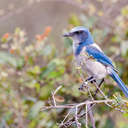 Florida Scrub-Jay - Merritt Island NWR, FL