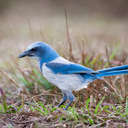 Florida Scrub-Jay - Merritt Island NWR, FL