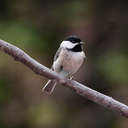 Carolina Chickadee - Johns Creek, GA