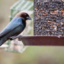 Brown-headed Cowbird - Johns Creek, GA