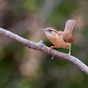 Carolina Wren - Johns Creek, GA