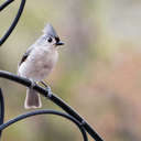 Tufted Titmouse - Johns Creek, GA