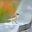 Yellow-rumped Warbler - Assateague Island, MD