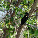 Red-winged Blackbird - Savannah NWR, SC