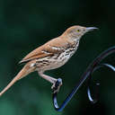 Brown Thrasher - Johns Creek, GA