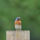 Eastern Bluebird - Smithgall Woods, GA