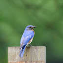 Eastern Bluebird - Smithgall Woods, GA