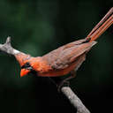 Cardinal - Johns Creek, GA