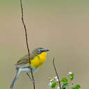 Yellow-breasted Chat - Great Smoky Mountains NP, TN