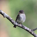 Eastern Phoebe - Townsend, TN