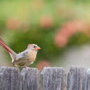 Cardinal - Johns Creek, GA