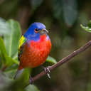 Painted Bunting - Merritt Island NWR, FL