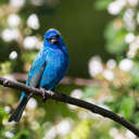 Indigo Bunting - Great Smoky Mountains NP, TN