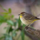 Palm Warbler - Venice Rookery, FL