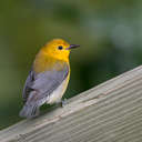 Prothonotary Warbler - Newport News Park VA