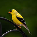 American Goldfinch - Johns Creek, GA