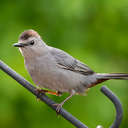 Gray Catbird - Johns Creek, GA