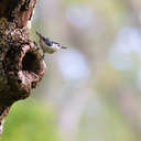 White-breasted Nuthatch - Great Smoky Mountains NP, TN