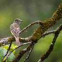 Great Crested Flycatcher - Great Smoky Mountains NP, TN