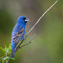 Blue Grosbeak - Great Smoky Mountains NP, TN