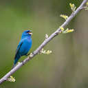 Indigo Bunting - Great Smoky Mountains NP, TN