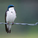 Tree Swallow - Great Smoky Mountains NP, TN
