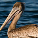 Brown Pelican - Messick Point VA