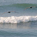 Brown Pelican - Topsail Island, NC