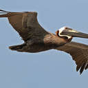 Brown Pelican - Topsail Island, NC