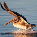 Brown Pelican - Messick Point VA