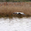 Brown Pelican - Pea Island NWR, NC