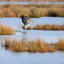 Brown Pelican - Pea Island NWR, NC