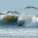 Brown Pelican - Back Bay NWR, VA