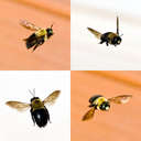 Bumble Bees - Johns Creek, GA