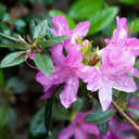 Azalea - Johns Creek, GA