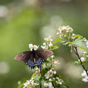 Black Swallowtail Butterfly - Great Smoky Mountains NP, TN