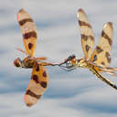 Dragonflies - Back Bay NWR, VA