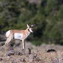 Pronghorn - Yellowstone NP - WY