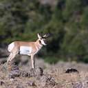 Pronghorn