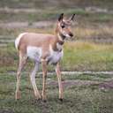 Pronghorn - Grand Teton NP - WY