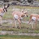 Pronghorn - Grand Teton NP - WY