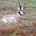 Pronghorn - Custer SP - SD