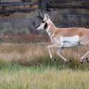 Pronghorn - Grand Teton NP - WY