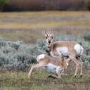 Pronghorn - Grand Teton NP - WY