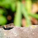 Lizard - Callaway Gardens, GA