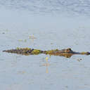 Alligator - Harris Neck NWR, GA