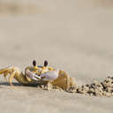 Ghost Crab - Back Bay NWR, VA
