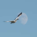 Snow Goose - Chincoteague NWR, VA