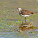 Solitary Sandpiper - GSMNP, TN