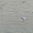 Piping Plover - Topsail Island, NC